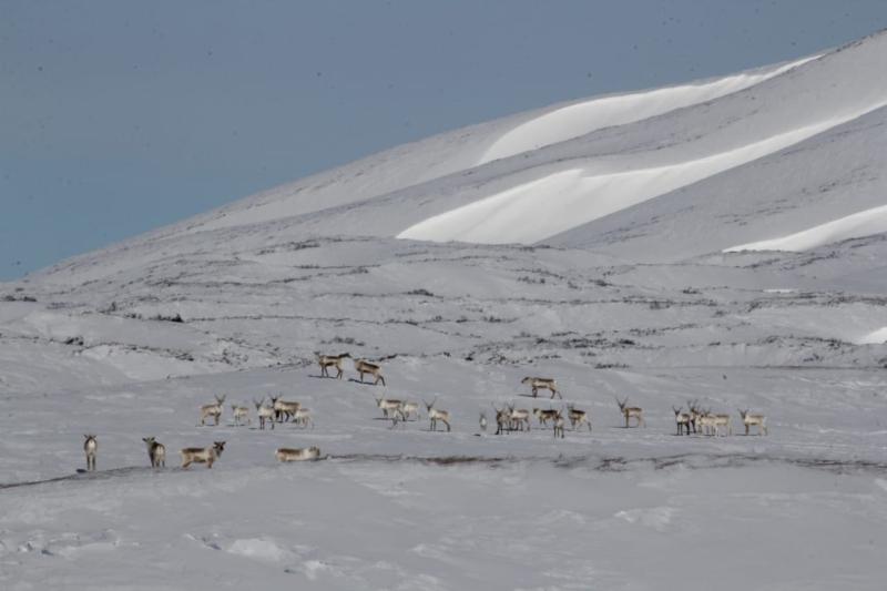 Северные олени Камчатки уходят в горы на зимние пастбища