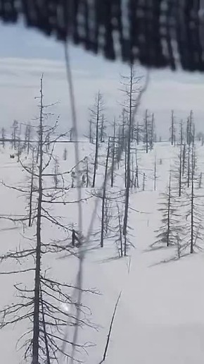 Северные олени массово мигрируют на Камчатке, из-за этого на одной из дорог возникла пробка