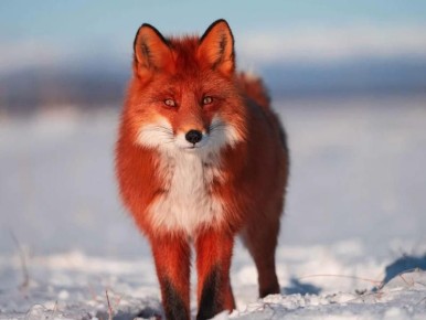 Лисы Кроноцкого заповедника: от воришек ботинок до звезд документального кино