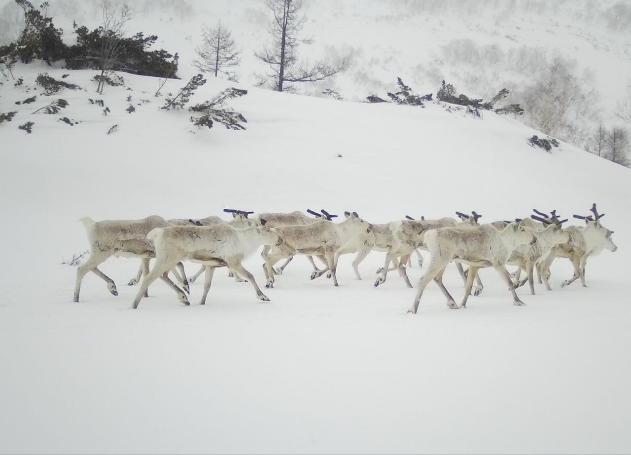 Северные олени мигрируют к зимним пастбищам по древним тропам Северные олени мигрируют к зимним пастбищам по древним тропам