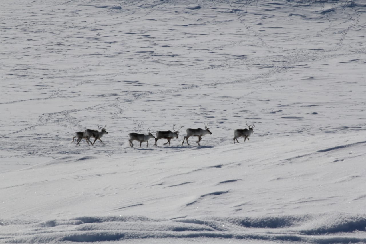 Северные олени мигрируют к зимним пастбищам по древним тропам Северные олени мигрируют к зимним пастбищам по древним тропам