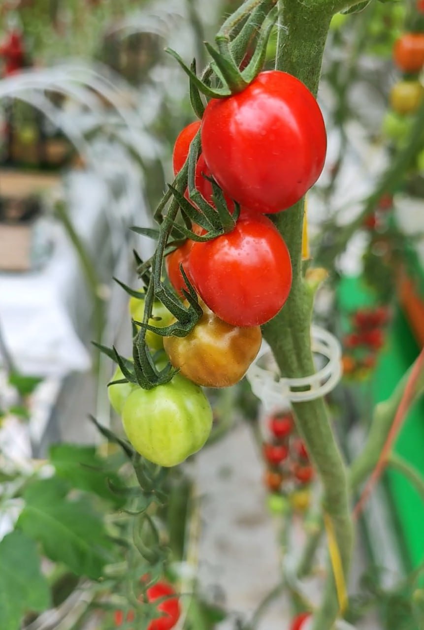 Руководство тепличного комплекса «Камчатский» обещает сдержать подорожание овощей на уровне официальной инфляции