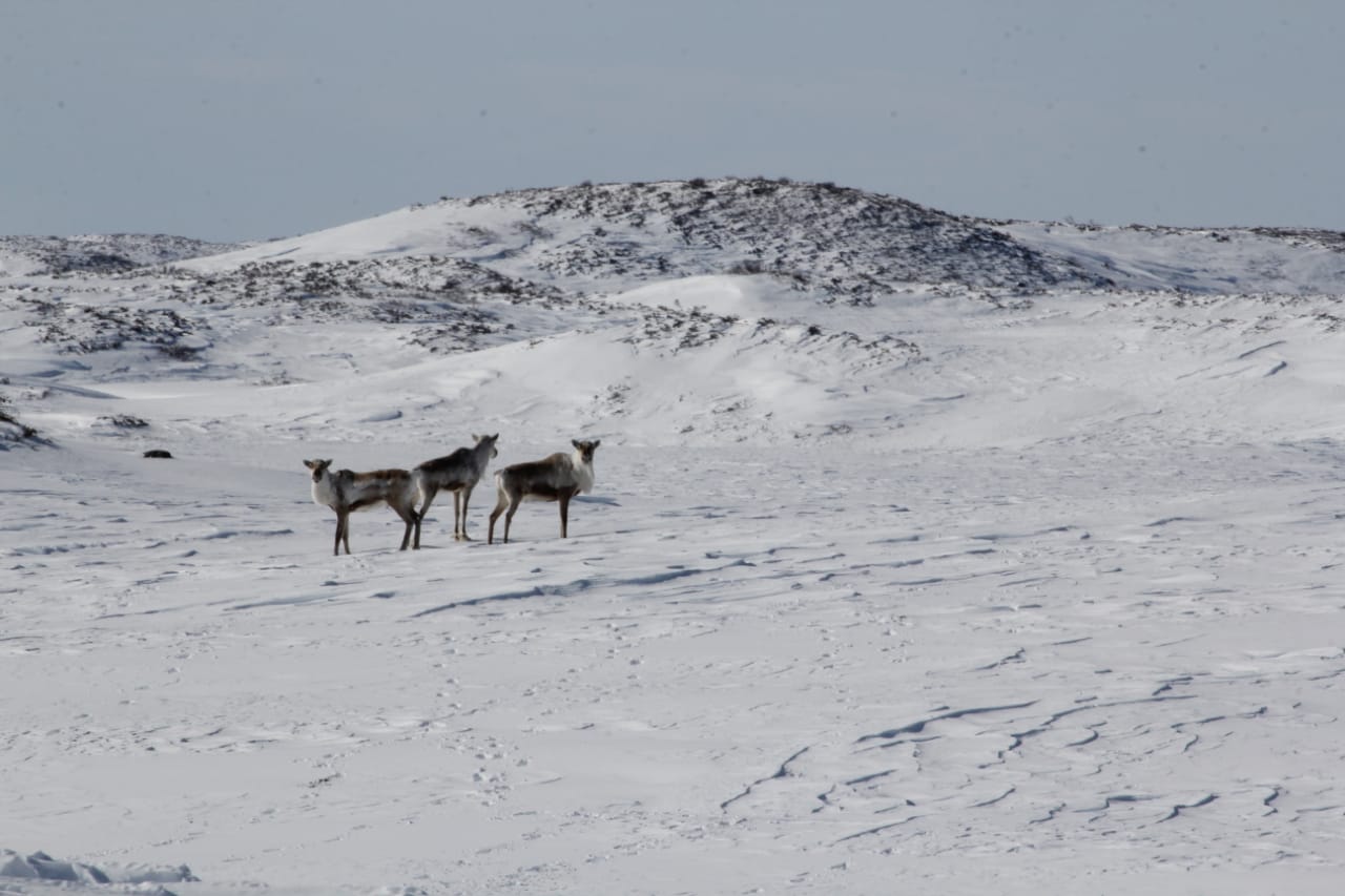 Северные олени Камчатки уходят в горы на зимние пастбища Северные олени Камчатки уходят в горы на зимние пастбища