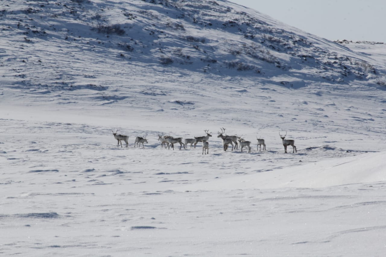 Северные олени Камчатки уходят в горы на зимние пастбища Северные олени Камчатки уходят в горы на зимние пастбища