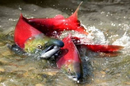 Квоты Узбекистану. Узбекистану на 2026 год предоставят квоты вылова в Дальневосточном рыбохозяйственном бассейне, сообщили в пресс-службе Росрыболовства