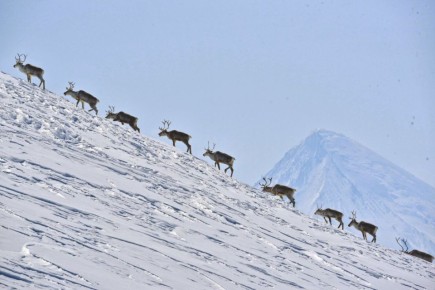 Северные олени Камчатки уходят в горы на зимние пастбища