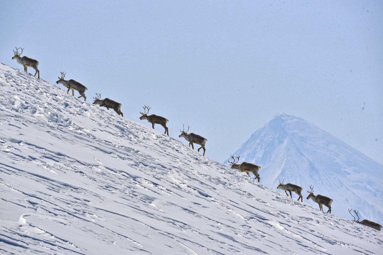 Северные олени Камчатки уходят в горы на зимние пастбища