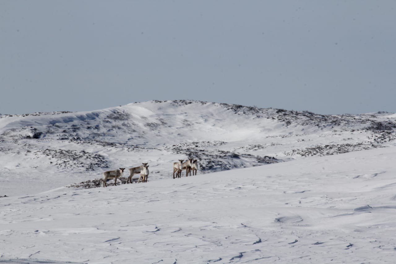 Северные олени мигрируют к зимним пастбищам по древним тропам Северные олени мигрируют к зимним пастбищам по древним тропам