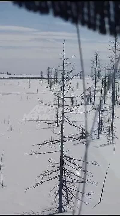 «Конца и края не видно этим оленям»