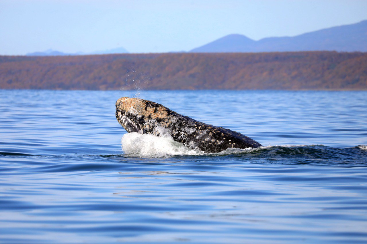 Серые киты отправились на зимовку к побережью Калифорнии и Мексики Серые киты отправились на зимовку к побережью Калифорнии и Мексики