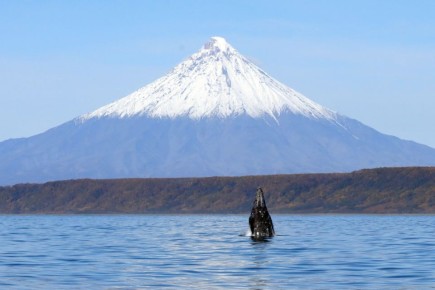 Серые киты отправились на зимовку к побережью Калифорнии и Мексики