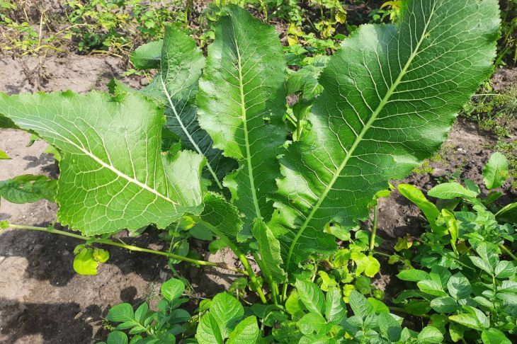 Листья хрена: секретный ингредиент, который преобразит ваши блюда