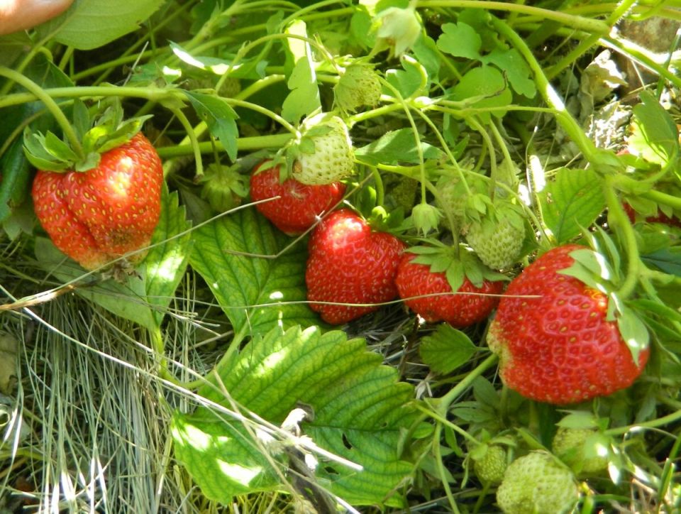 Уход за земляникой после сбора урожая: защита от вредителей