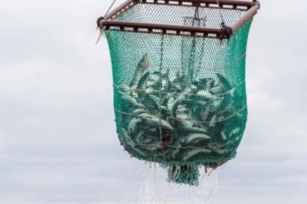 Камчатка экспортировала более 53 тысяч тонн морепродуктов с начала года