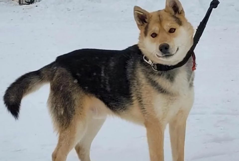 Следы на снегу: как собачьи экскременты стали проблемой камчатских дворов