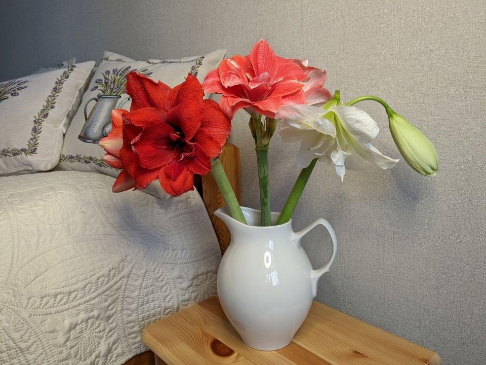 Как премиум-подписка меняет жизнь читателей: интересные факты и новые горизонты