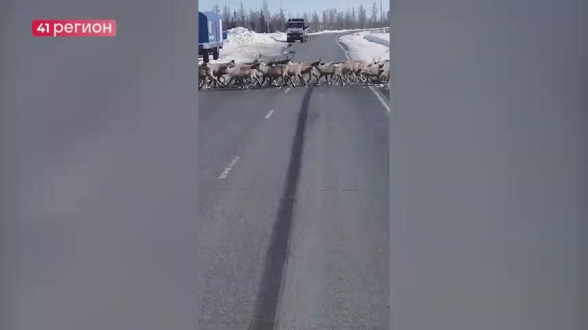 Стадо мигрирующих оленей перекрыло дорогу на Камчатке • Без комментариев