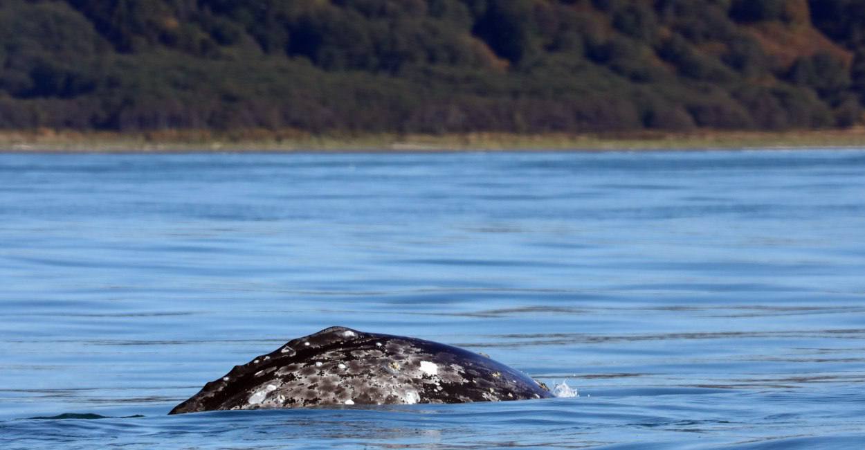 Полторы сотни серых китов в Кроноцком заповеднике: учёные подвели итоги полевого сезона 2025 года Полторы сотни серых китов в Кроноцком заповеднике: учёные подвели итоги полевого сезона 2025 года