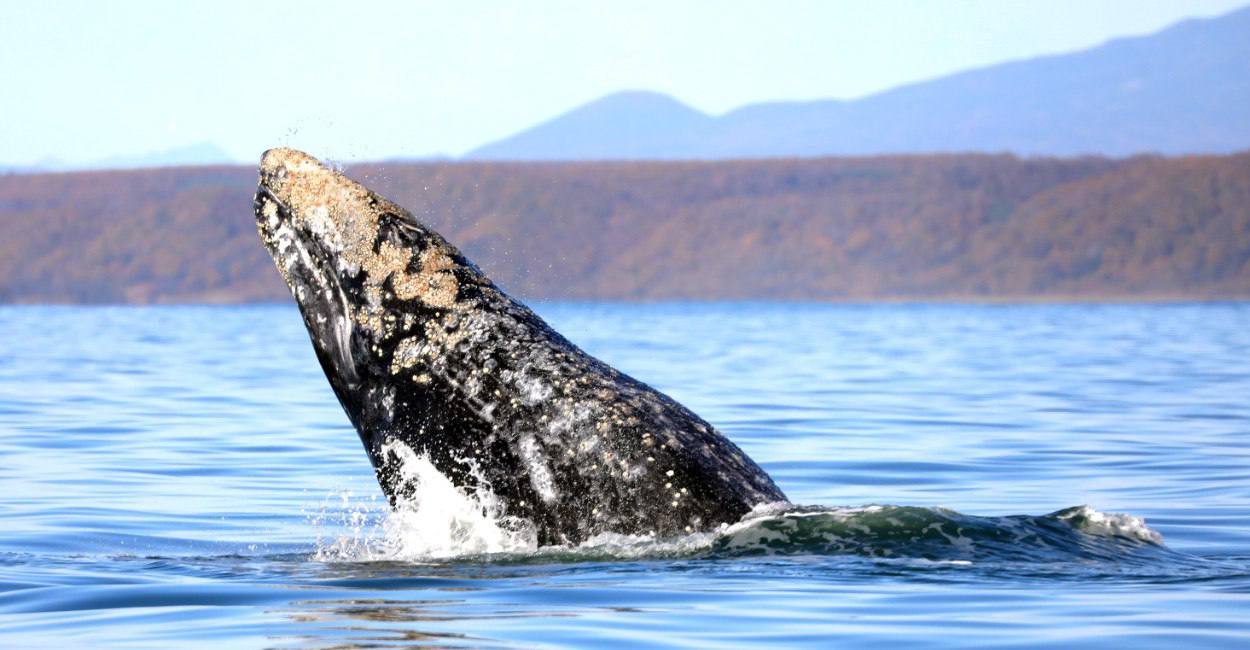 Полторы сотни серых китов в Кроноцком заповеднике: учёные подвели итоги полевого сезона 2025 года Полторы сотни серых китов в Кроноцком заповеднике: учёные подвели итоги полевого сезона 2025 года