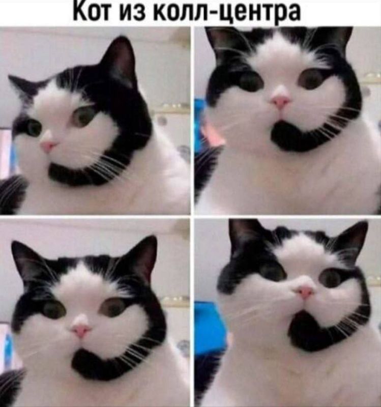 Доброе утро! Вас беспокоят из КОТОколлцентра