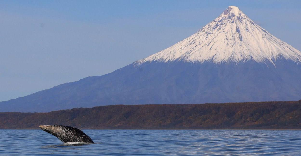 Полторы сотни серых китов в Кроноцком заповеднике: учёные подвели итоги полевого сезона 2025 года Полторы сотни серых китов в Кроноцком заповеднике: учёные подвели итоги полевого сезона 2025 года