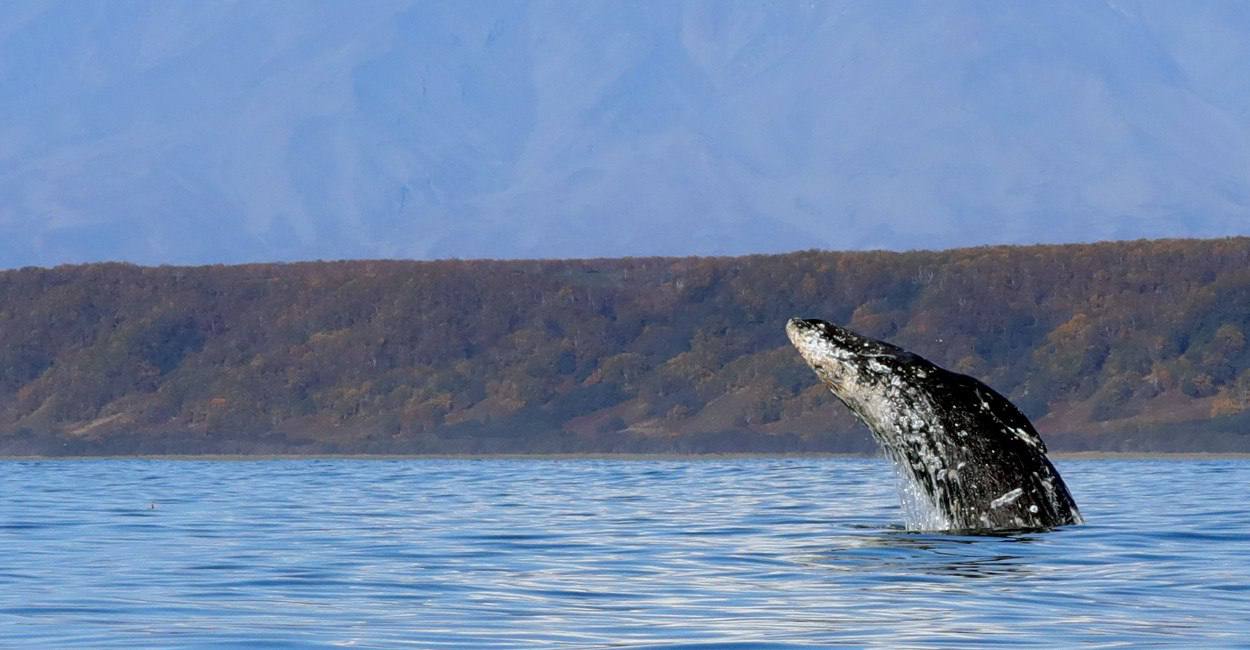 Полторы сотни серых китов в Кроноцком заповеднике: учёные подвели итоги полевого сезона 2025 года Полторы сотни серых китов в Кроноцком заповеднике: учёные подвели итоги полевого сезона 2025 года