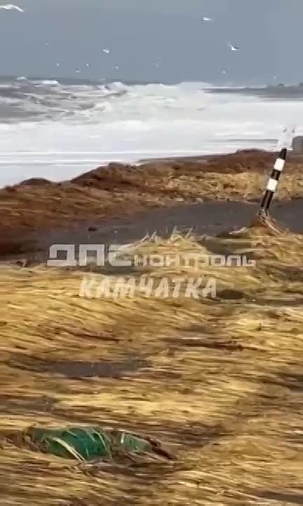 Рыбники сообщают, что в 2-3 километрах от завода «Народы Севера» на Октябрьской косе перемыв!