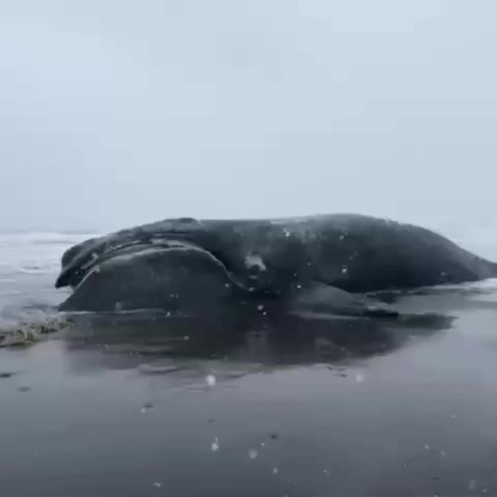 Мертвого японского кита выбросило на берег Камчатки