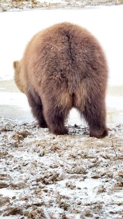 Камчатская медведица нашла новое развлечение: ломать лед на озере