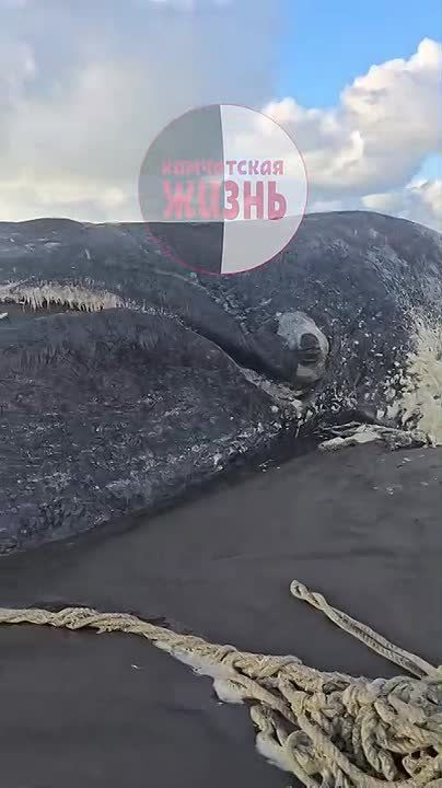 Кит, которого нашли на берегу Охотского моря в нескольких километрах от Озерновского, вероятно, погиб из-за мусора