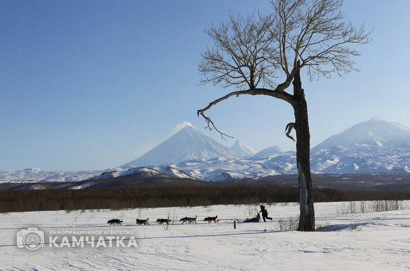 Берингия-2025: Камчатские каюры тренируются перед масштабной гонкой