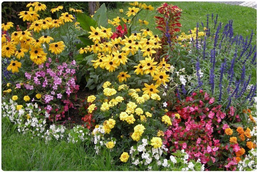 Мечта о красивом цветнике: как вырастить многолетники из семян