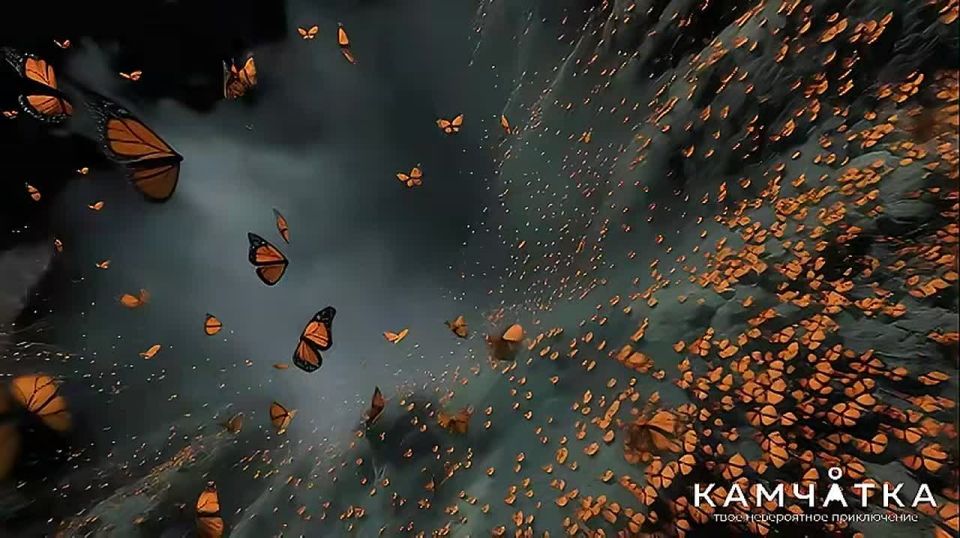 Ролики о Камчатке прошли в финал двух конкурсов фестиваля «Диво Евразии»