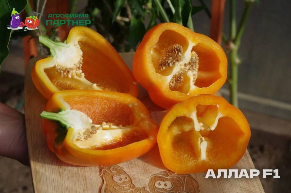 Гибриды перцев 2025: Соберите урожай мечты с толстостенными титанами