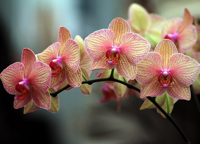 ������� ����� �� ���������: ��� �������� ������� ��������