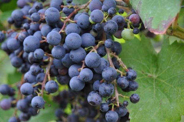 Виноград Фиолетовый ранний: классика среди сортов с необычным вкусом