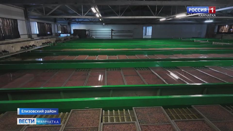 Инкубация первых партий икры на рыбоводных заводах Камчатки завершена