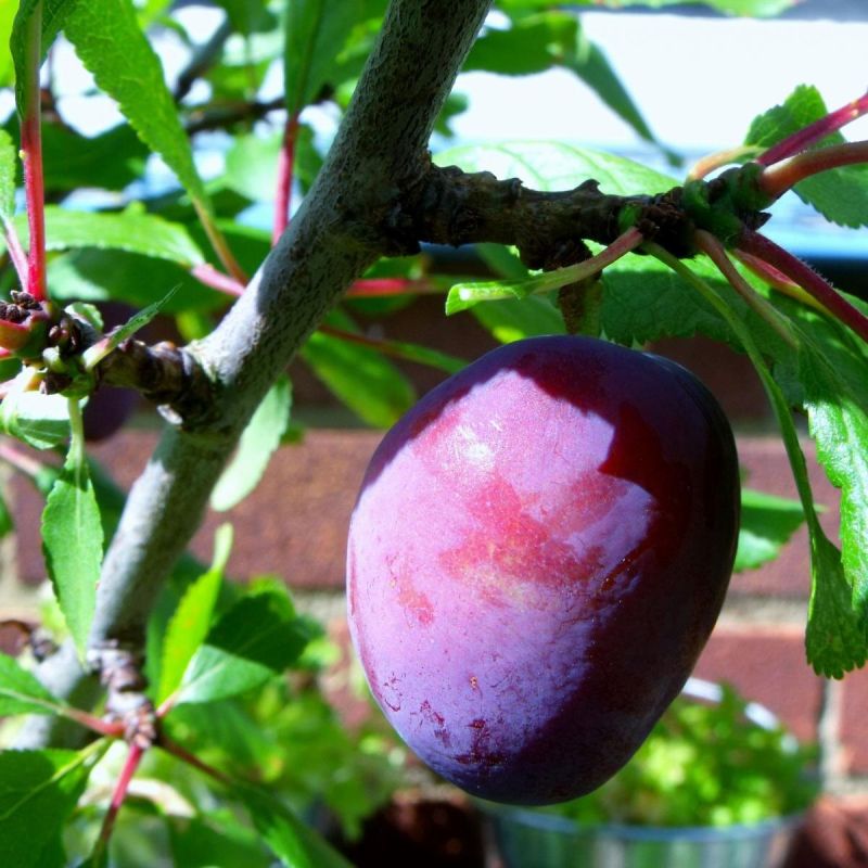 Как защитить сливу: болезни, угроза и борьба с ними