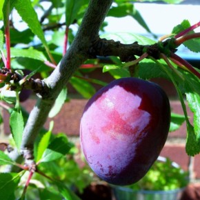 Как защитить сливу: болезни, угроза и борьба с ними