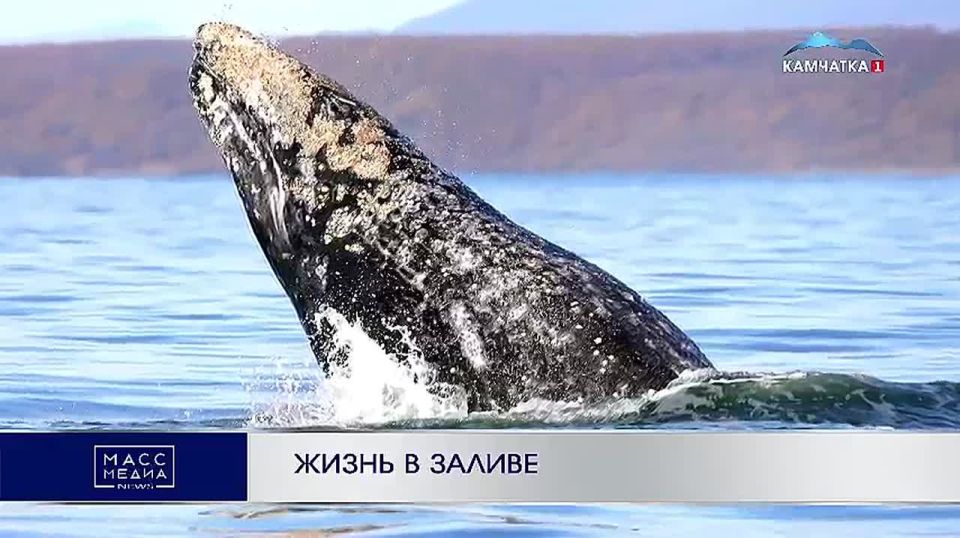 Жизнь в заливе. В северной части Кроноцкого залива исследователи наблюдают серыми китами