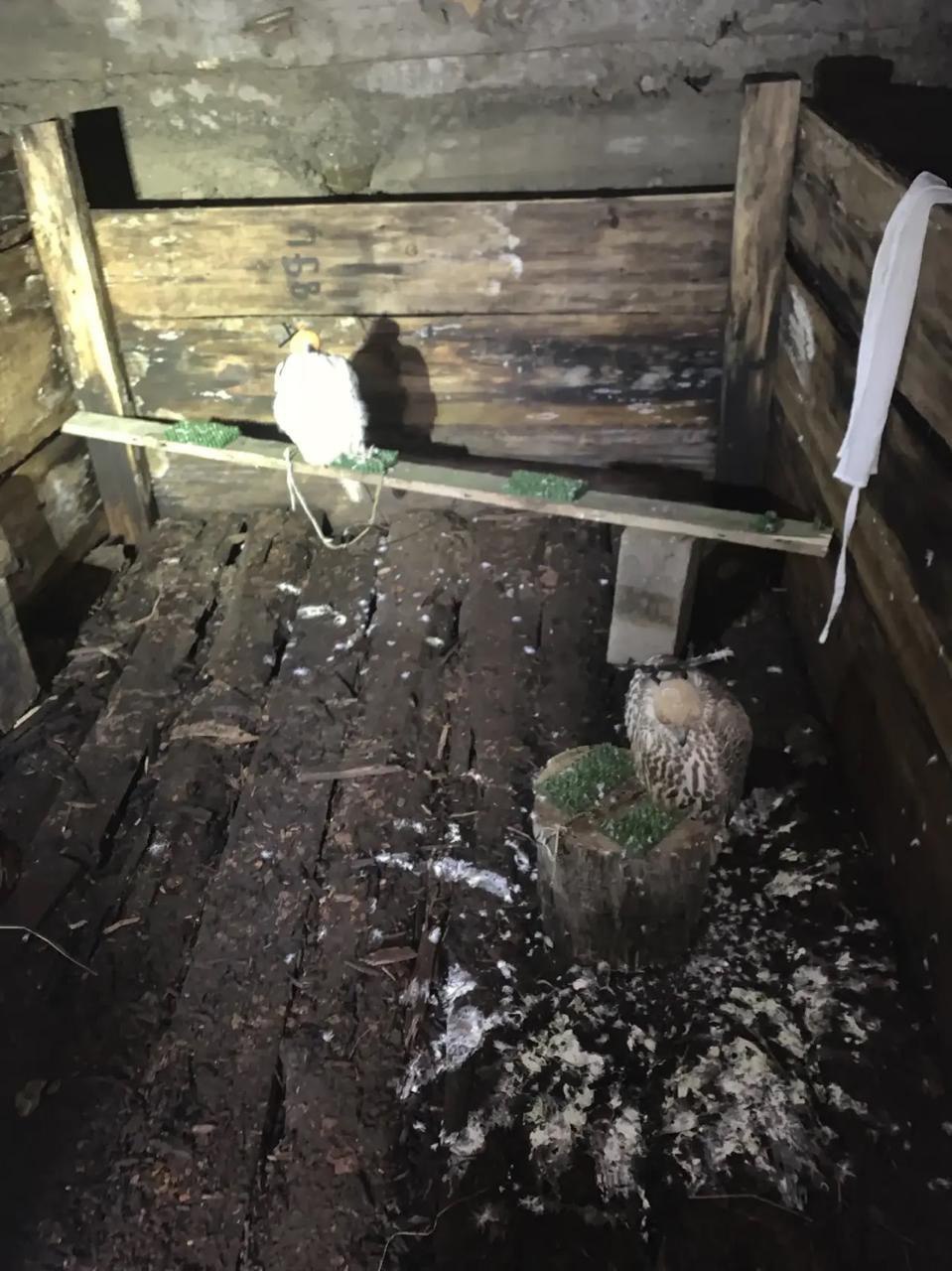 Региональным ведомством Следственного комитета России завершено расследование уголовного дела в отношении двух участников организованной группы, обвиняемых в незаконной добыче и содержании особо ценных видов диких птиц Региональным ведомством Следственного комитета России завершено расследование уголовного дела в отношении двух участников организованной группы, обвиняемых в незаконной добыче и содержании особо ценных видов диких птиц