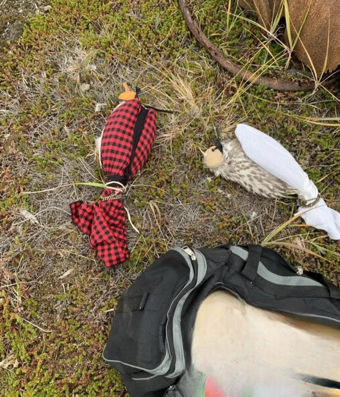 Завершилось расследование дела о незаконной добыче краснокнижных птиц Завершилось расследование дела о незаконной добыче краснокнижных птиц