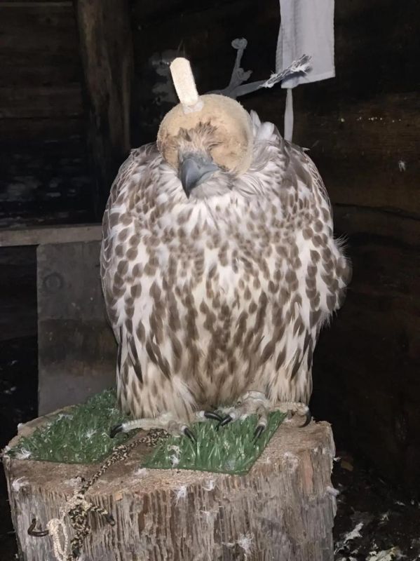 Завершилось расследование дела о незаконной добыче краснокнижных птиц