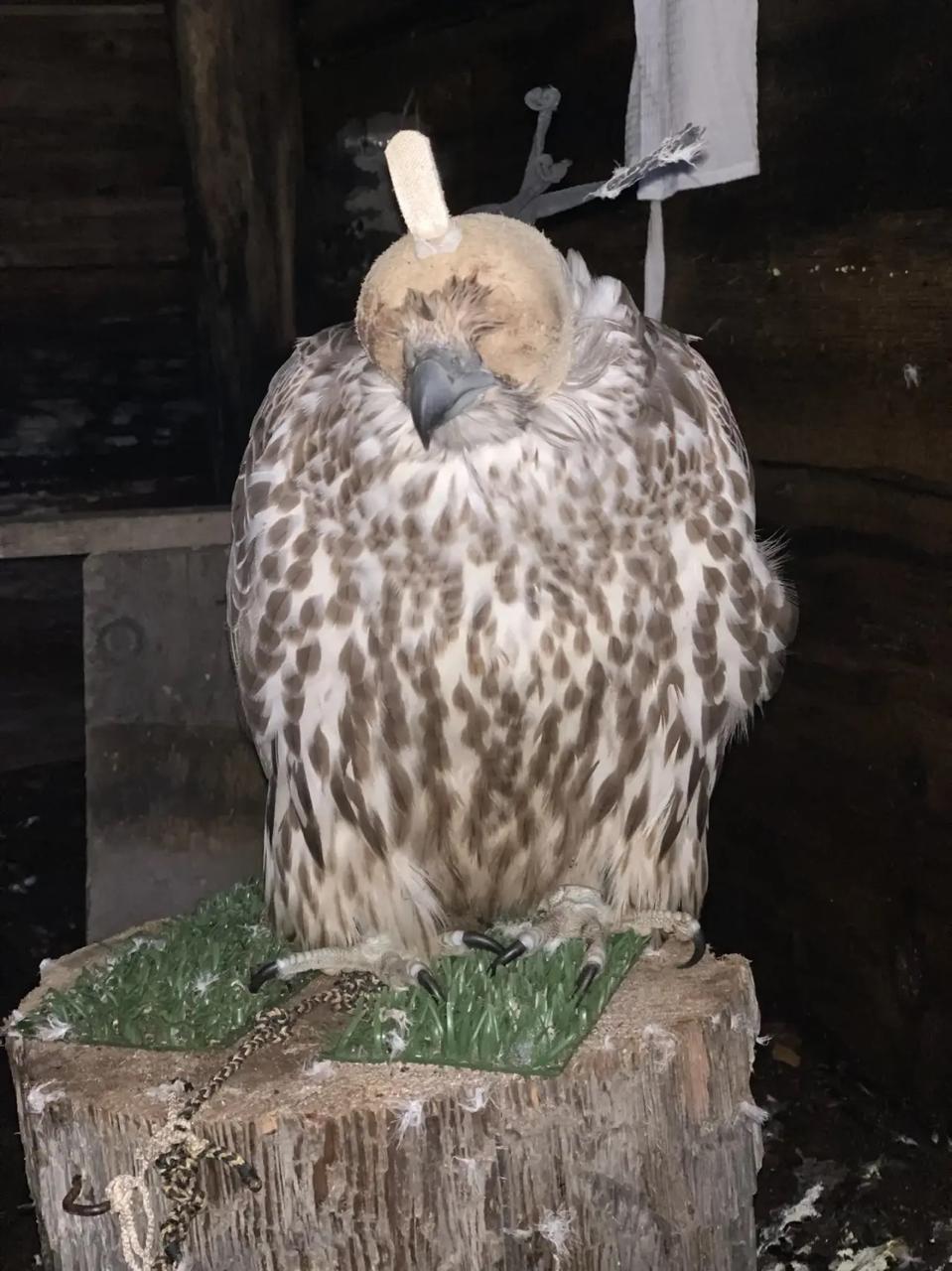 Завершилось расследование дела о незаконной добыче краснокнижных птиц