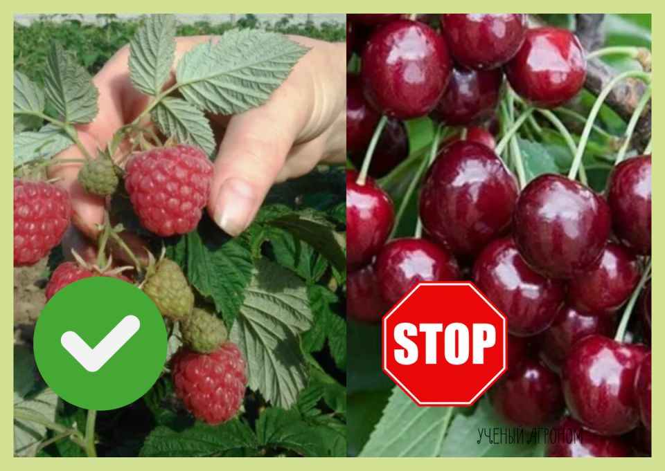 Разбираемся в мифах: что такое ремонтантные деревья и гигантские плоды на самом деле?