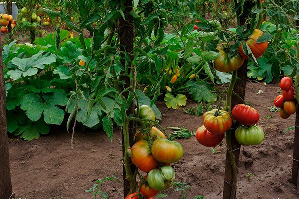 ���� ��������� ���� �����: ������, ������� �������� ������ ���������