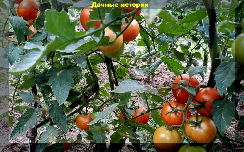 Калий для томатов: как бесплатное органическое удобрение улучшает урожай