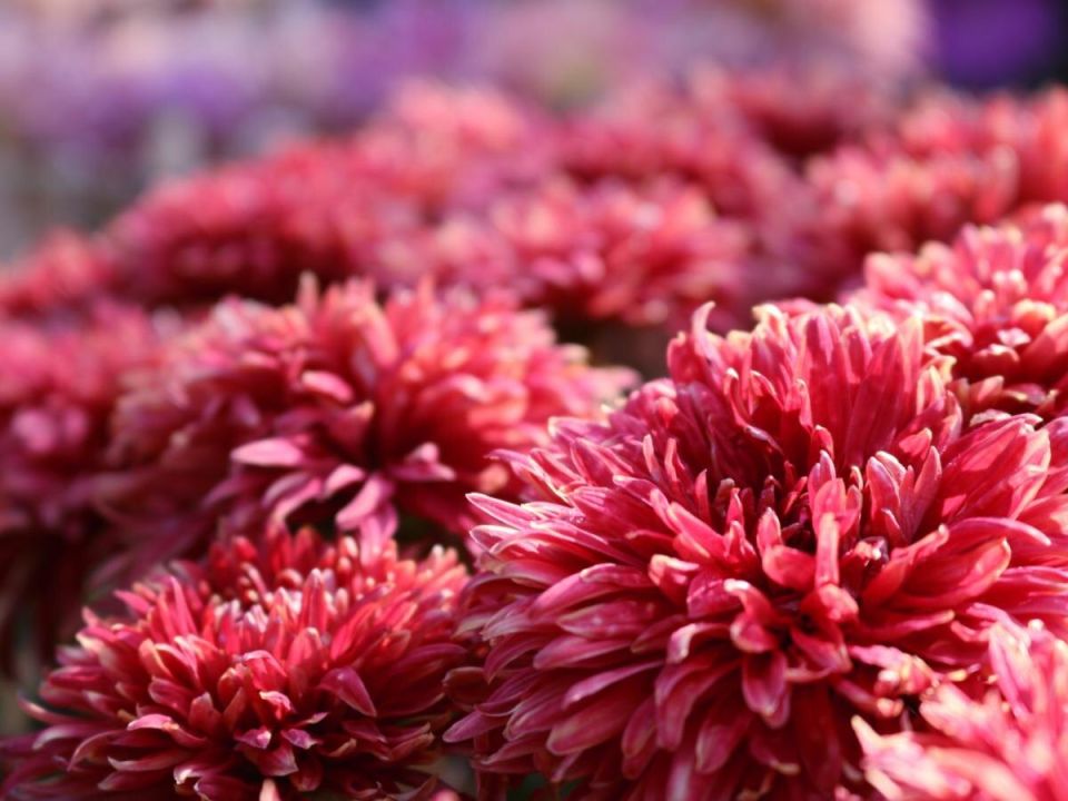 ����������: ��� ������ ����������� ��� � �������� ��������