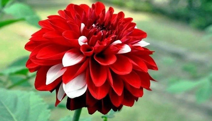 ������� ��������� ����������� ���������