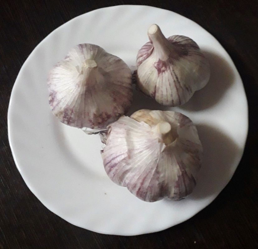 Как защитить чеснок от гниения: советы агронома